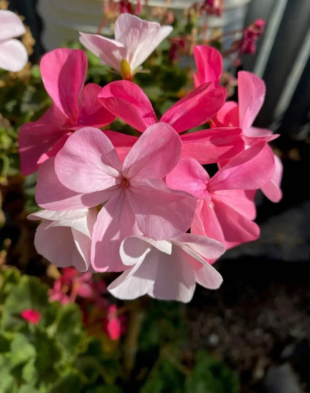 Geranium Multicolour Live Tubestock or Potted Plant