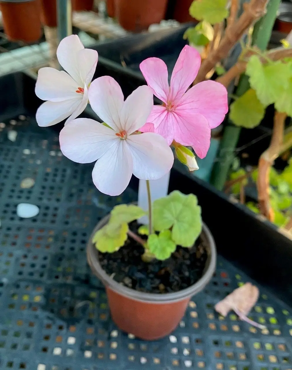 Geranium Multicolour Live Tubestock or Potted Plant