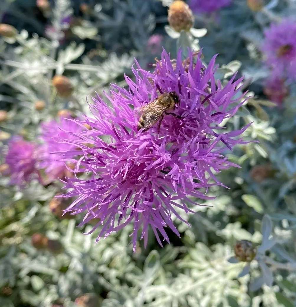 Dusty Miller Bush, drought & frost hardy, live plant