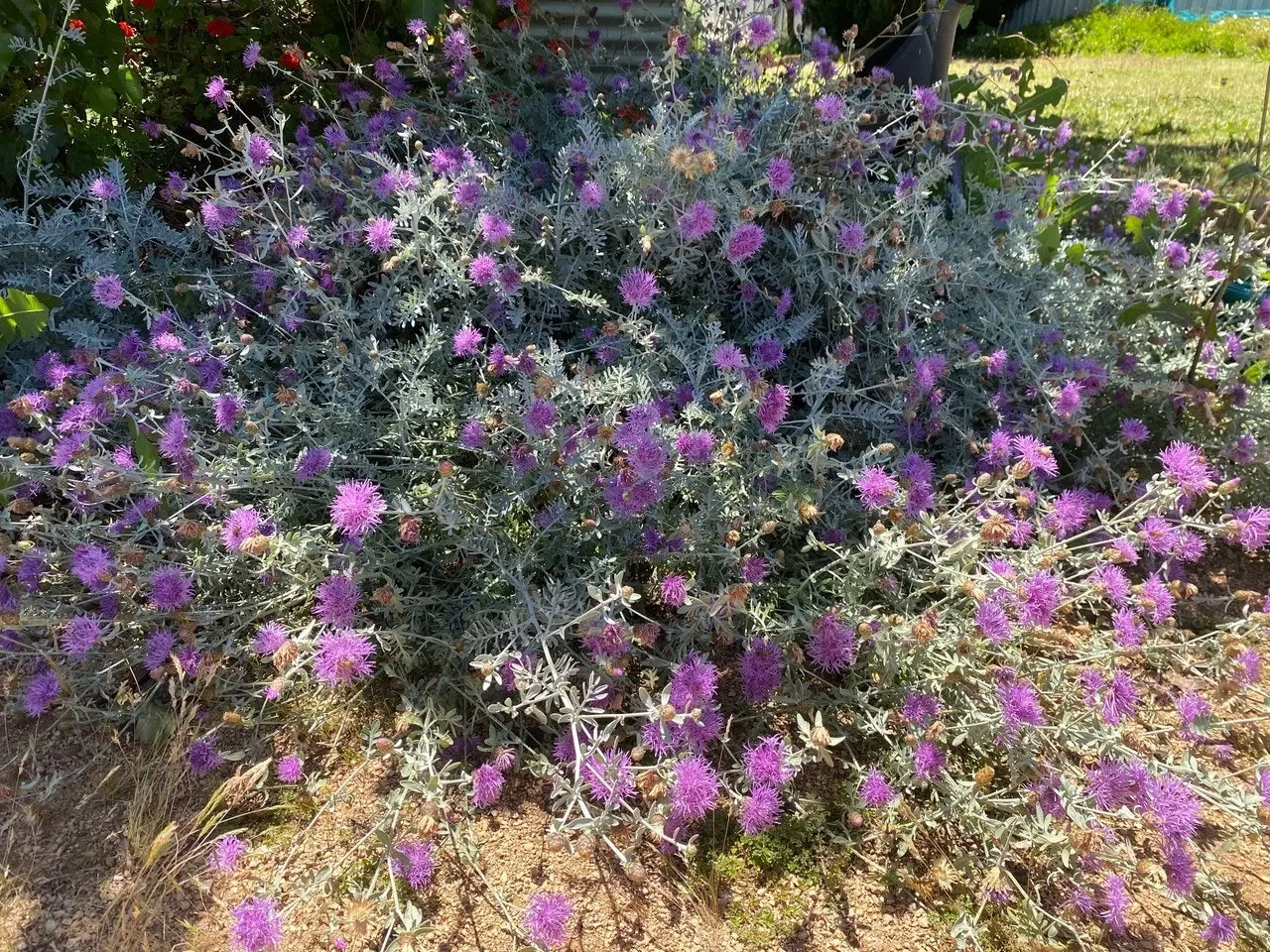 Dusty Miller Bush, drought & frost hardy, live plant