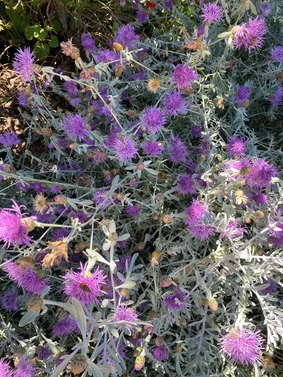 Dusty Miller Bush, drought & frost hardy, live plant