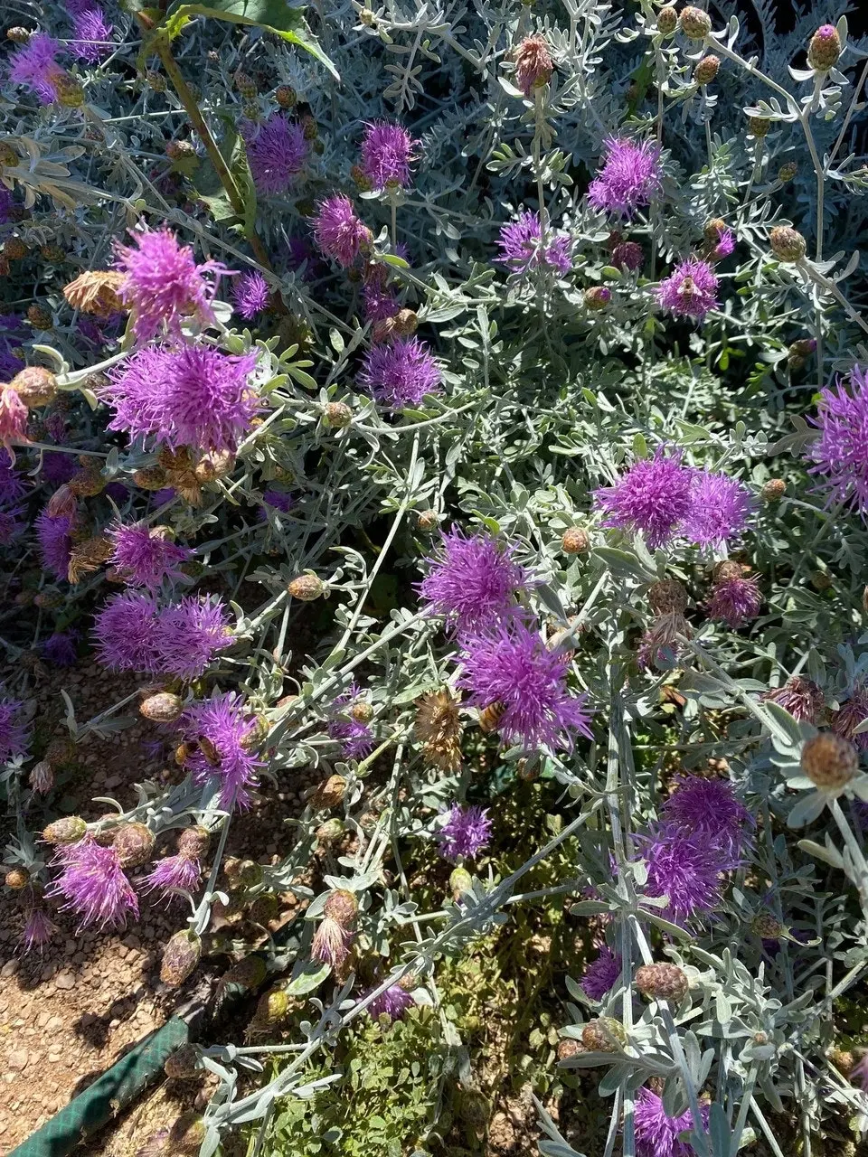 Dusty Miller Bush, drought & frost hardy, live plant