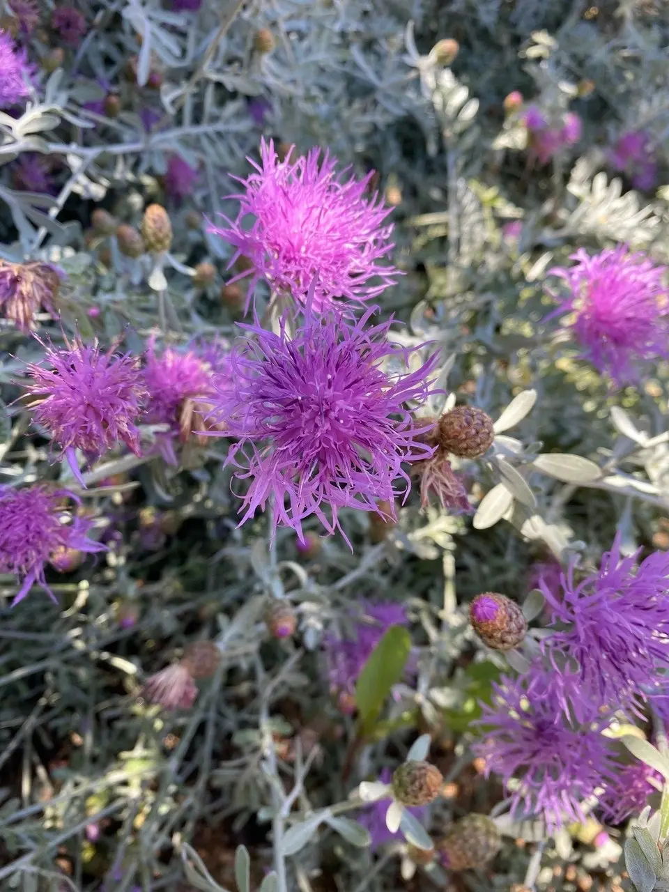 Dusty Miller Bush, drought & frost hardy, live plant