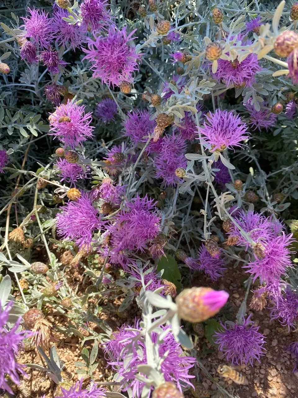 Dusty Miller Bush, drought & frost hardy, live plant