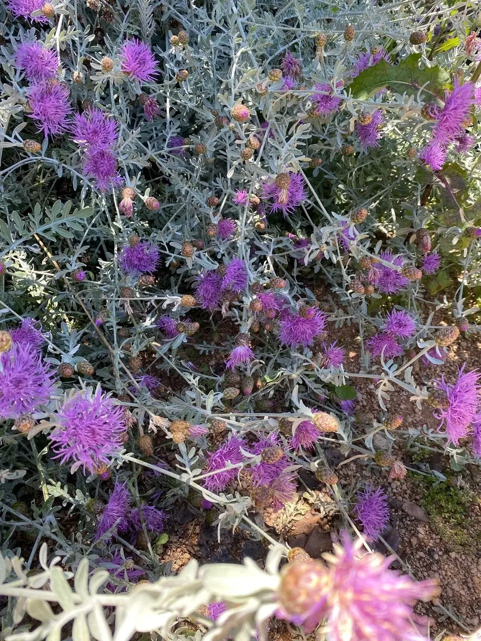 Dusty Miller Bush, drought & frost hardy, live plant