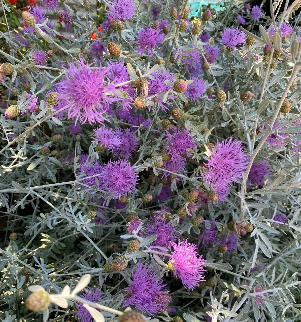 Dusty Miller Bush, drought & frost hardy, live plant