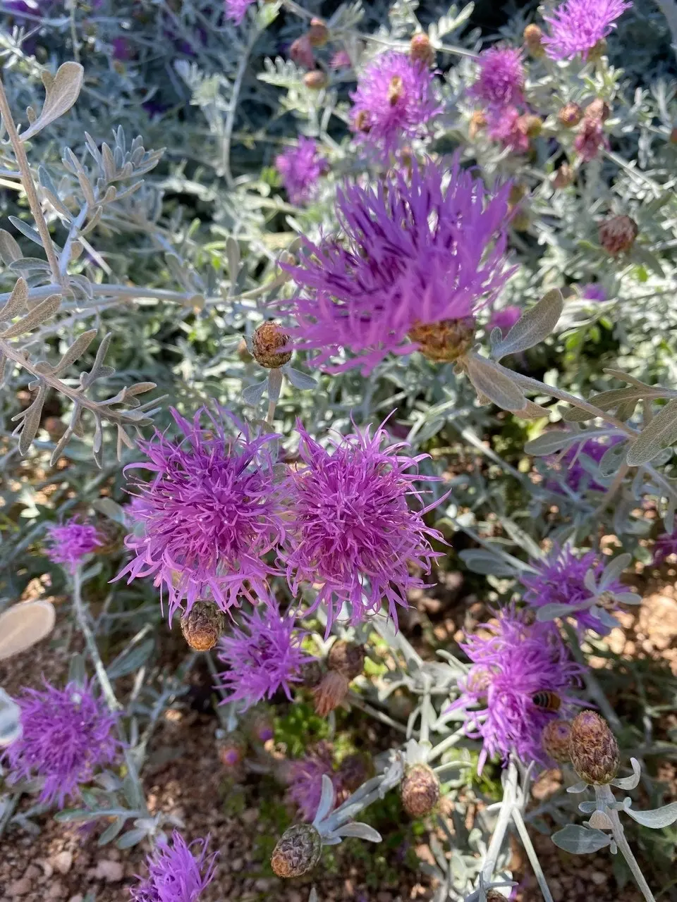 Dusty Miller Bush, drought & frost hardy, live plant