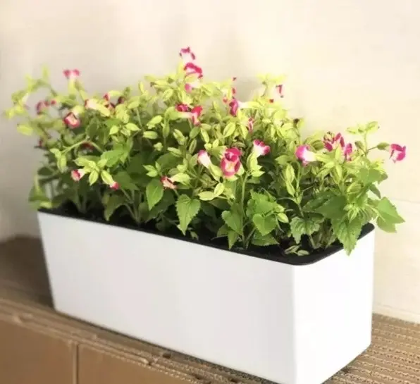 Self watering plant flower pots with water level indicator