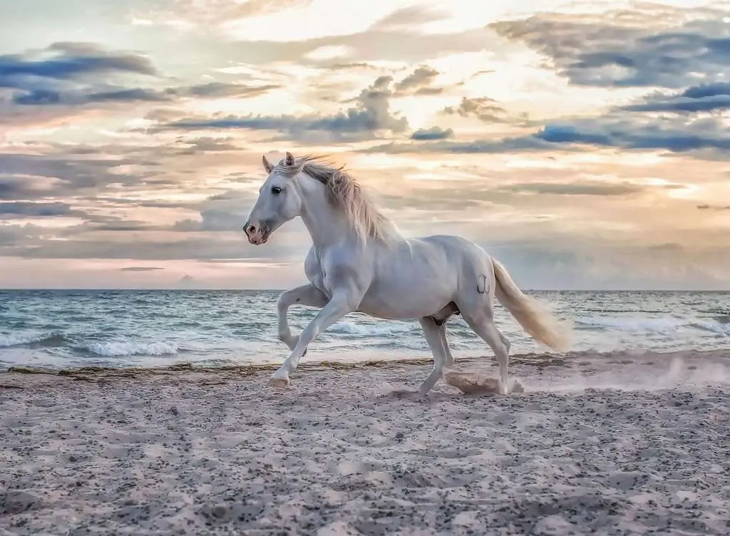 Ravensburger - Evening Gallop Horse On The Beach Jigsaw Puzzle 500 Pieces