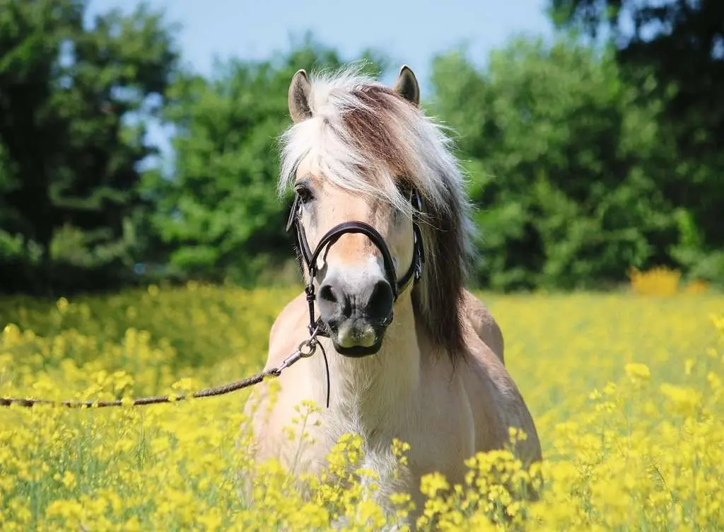 Ravensburger - White Horse Jigsaw Puzzle 500 Pieces