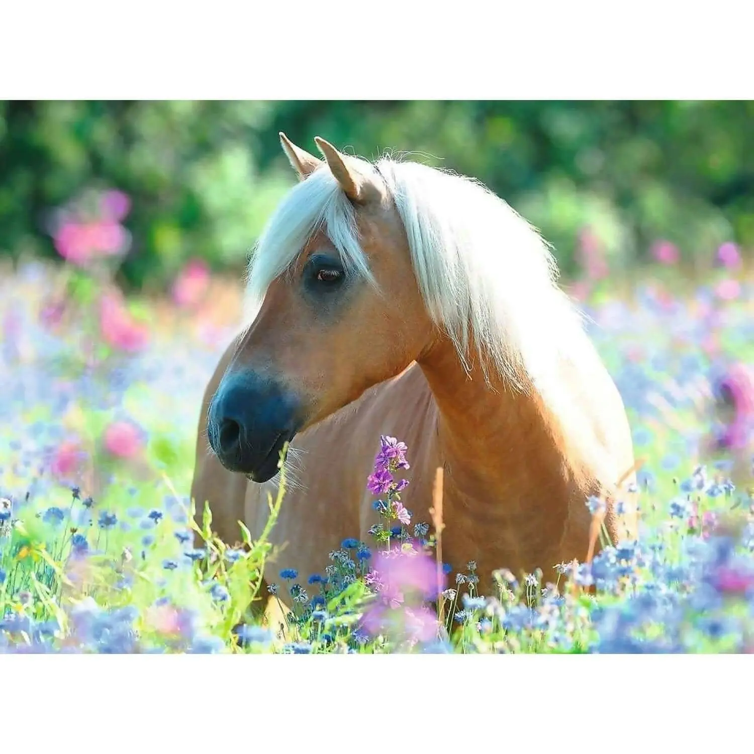 Ravensburger - Wildflower Pony Jigsaw Puzzle 300 Pieces