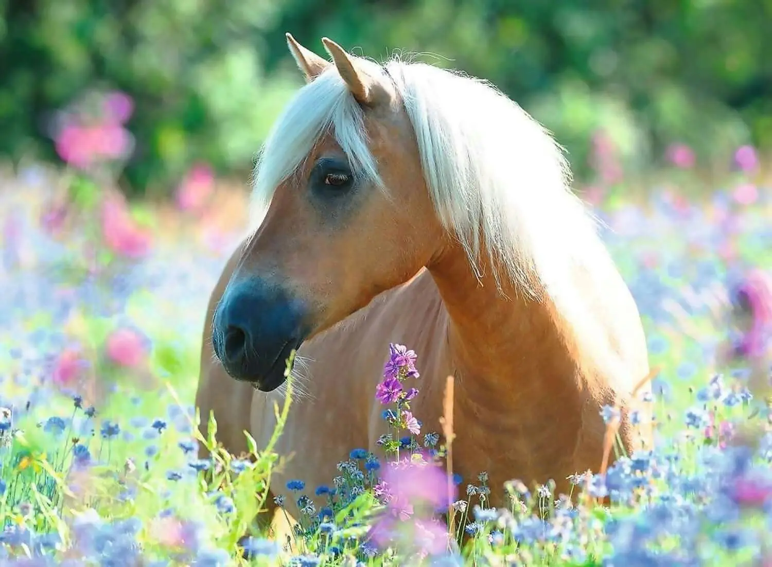 Ravensburger - Wildflower Pony Jigsaw Puzzle 300 Pieces