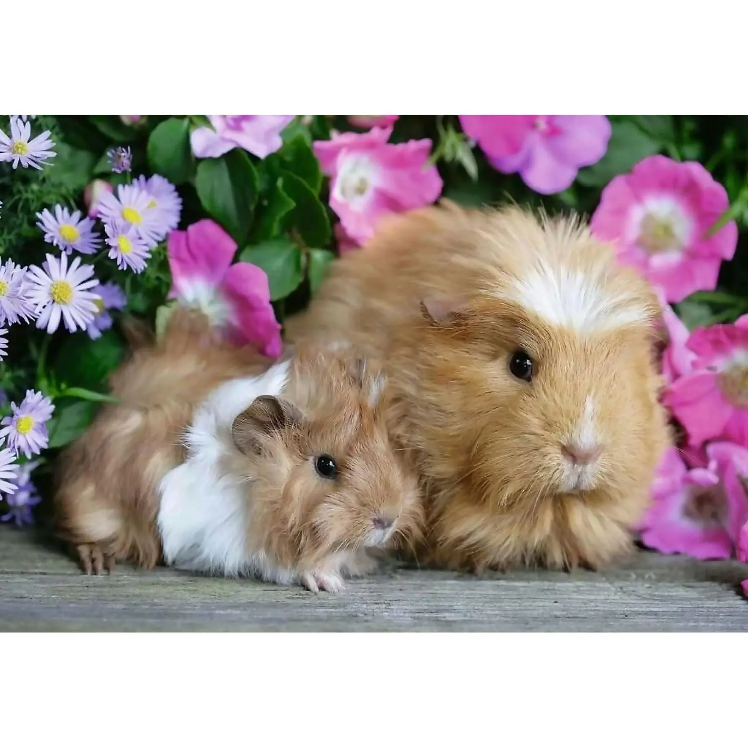 Ravensburger - Guinea Pig & Bunnies Jigsaw Puzzle 2 x 12pc