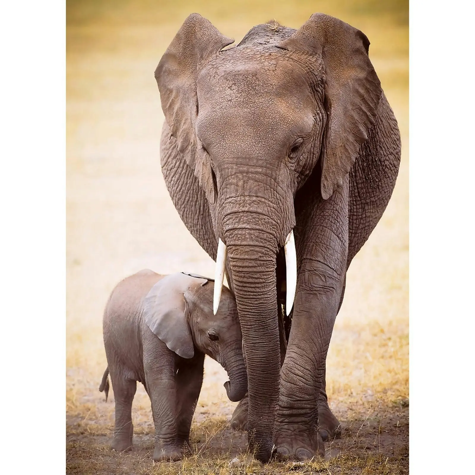 Eurographics - Elephant & Baby - Jigsaw Puzzle 1000pc