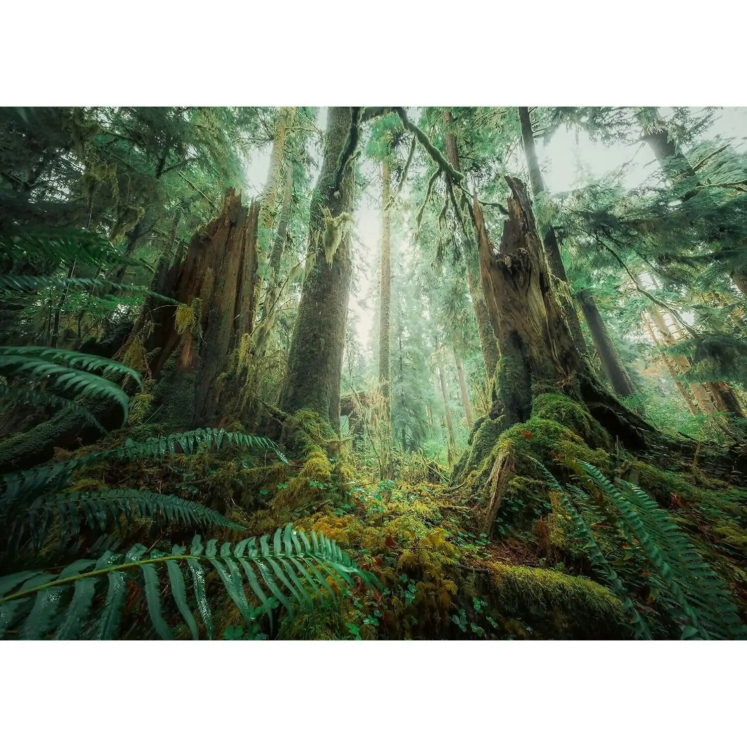 Ravensburger - Nature Edition In The Forest Jigsaw Puzzle 1000 Pieces