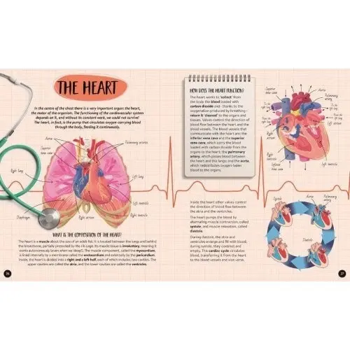 Sassi - What How and Why The Human Body Book and Poster