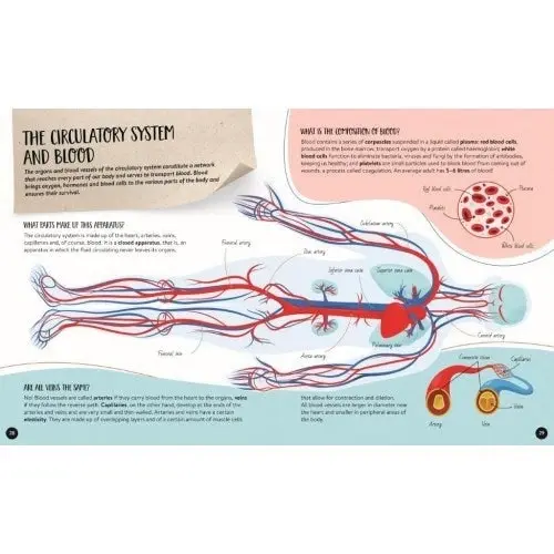 Sassi - What How and Why The Human Body Book and Poster