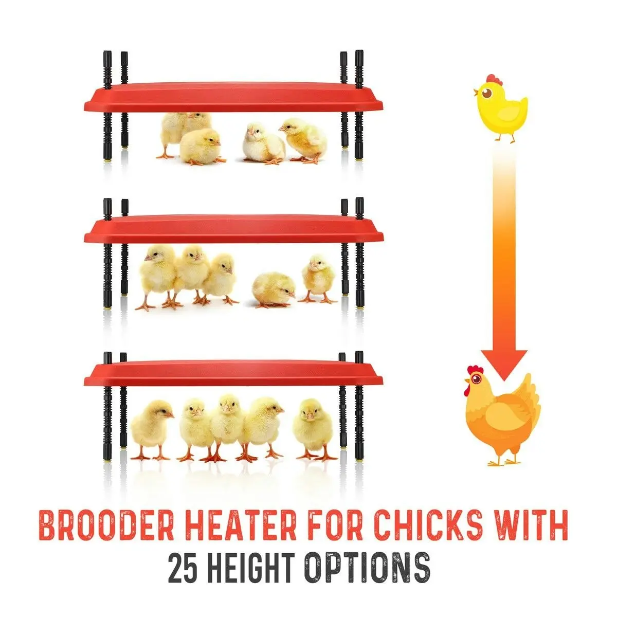 Pet Scene Chick Brooder Heating Plate Warmer Chicken Coop Brooding Heater Poultry Duckling Chook 40x60cm 40-50 Chicks Adjustable Height