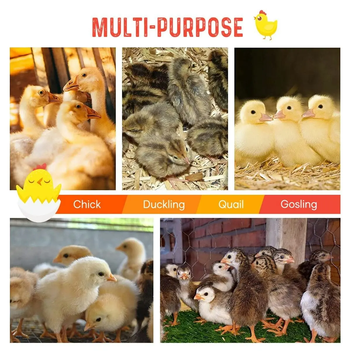 Pet Scene Chick Brooder Heating Plate Warmer Chicken Coop Brooding Heater Poultry Duckling Chook 40x60cm 40-50 Chicks Adjustable Height