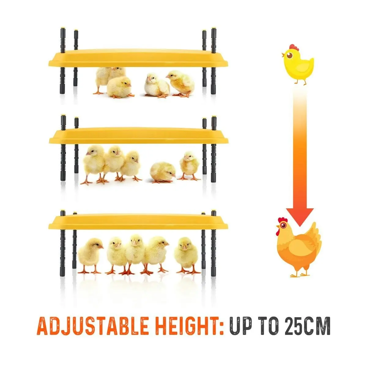 Pet Scene Chick Brooder Heating Plate Warmer Chicken Coop Brooding Heater Poultry Duckling Chook 40x60cm 40 to 50 Chicks Adjustable Height