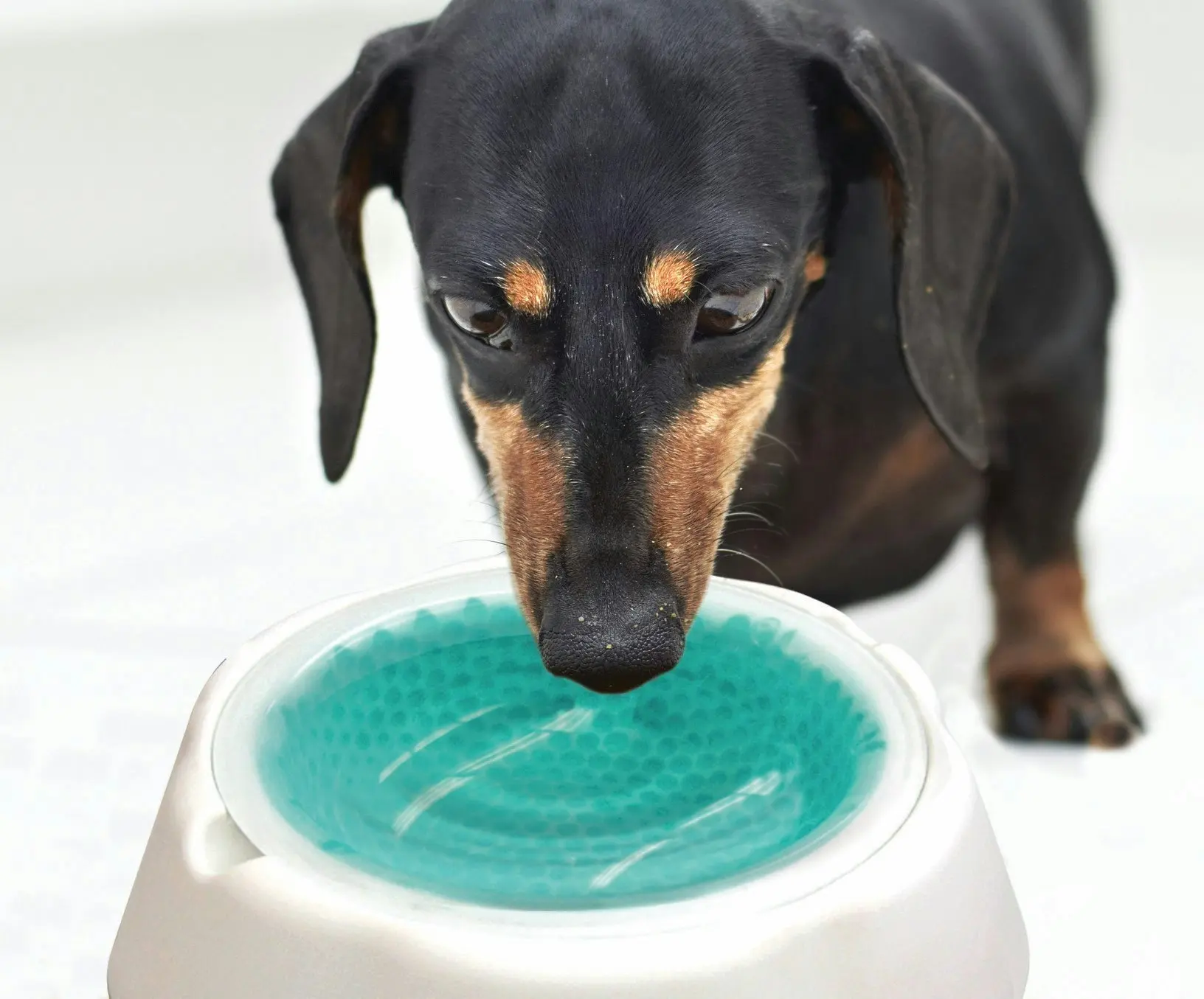 Cushy Pets Chill Max Pet Water Bowl