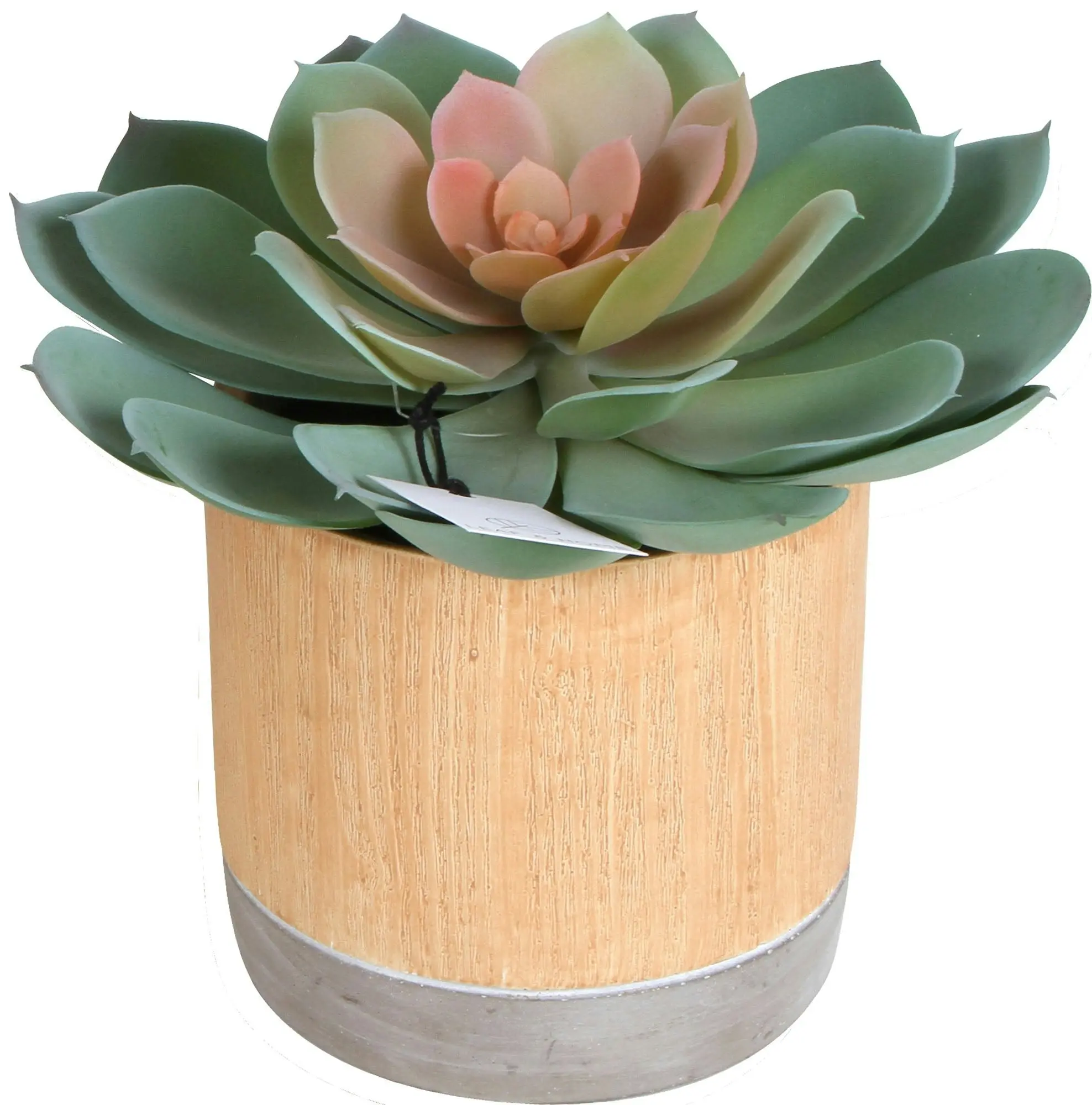 Sensi Succulents In Hex Pot 17-22cm 2 Asst