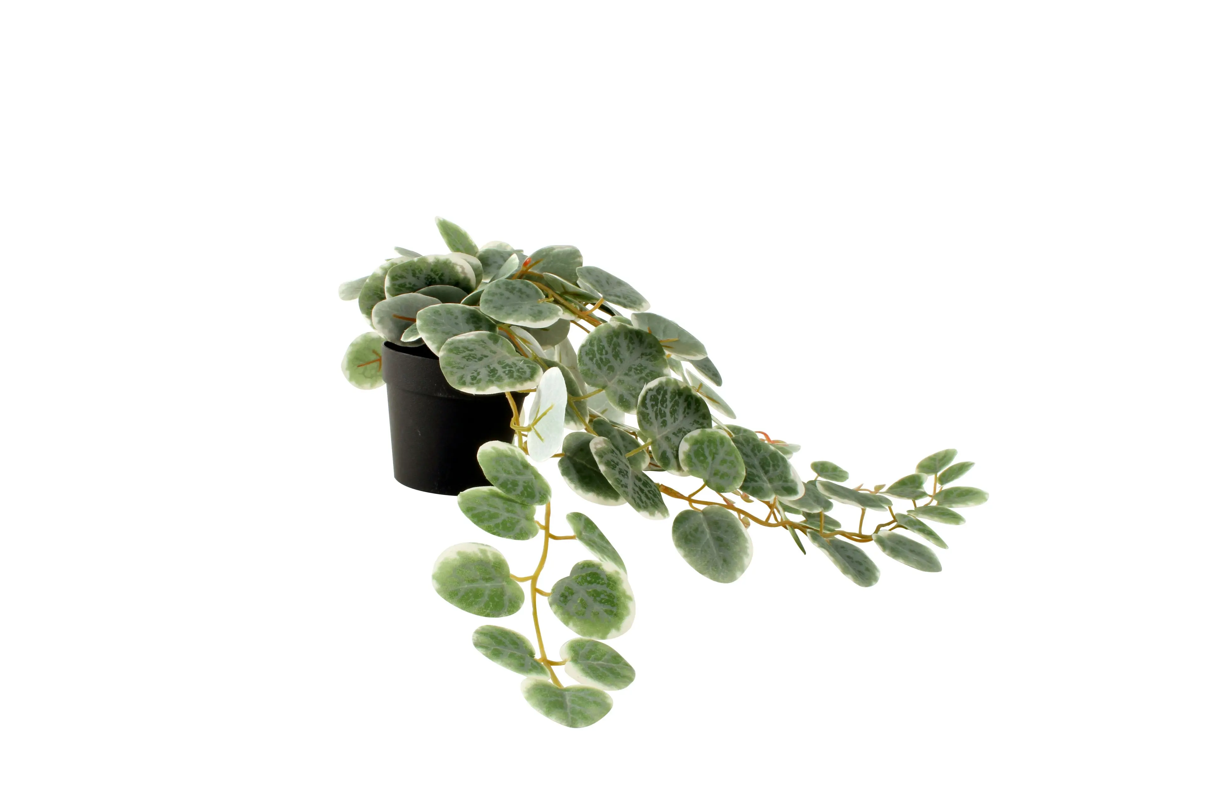 Faux Peperomia Plant in Black Pot 63cm