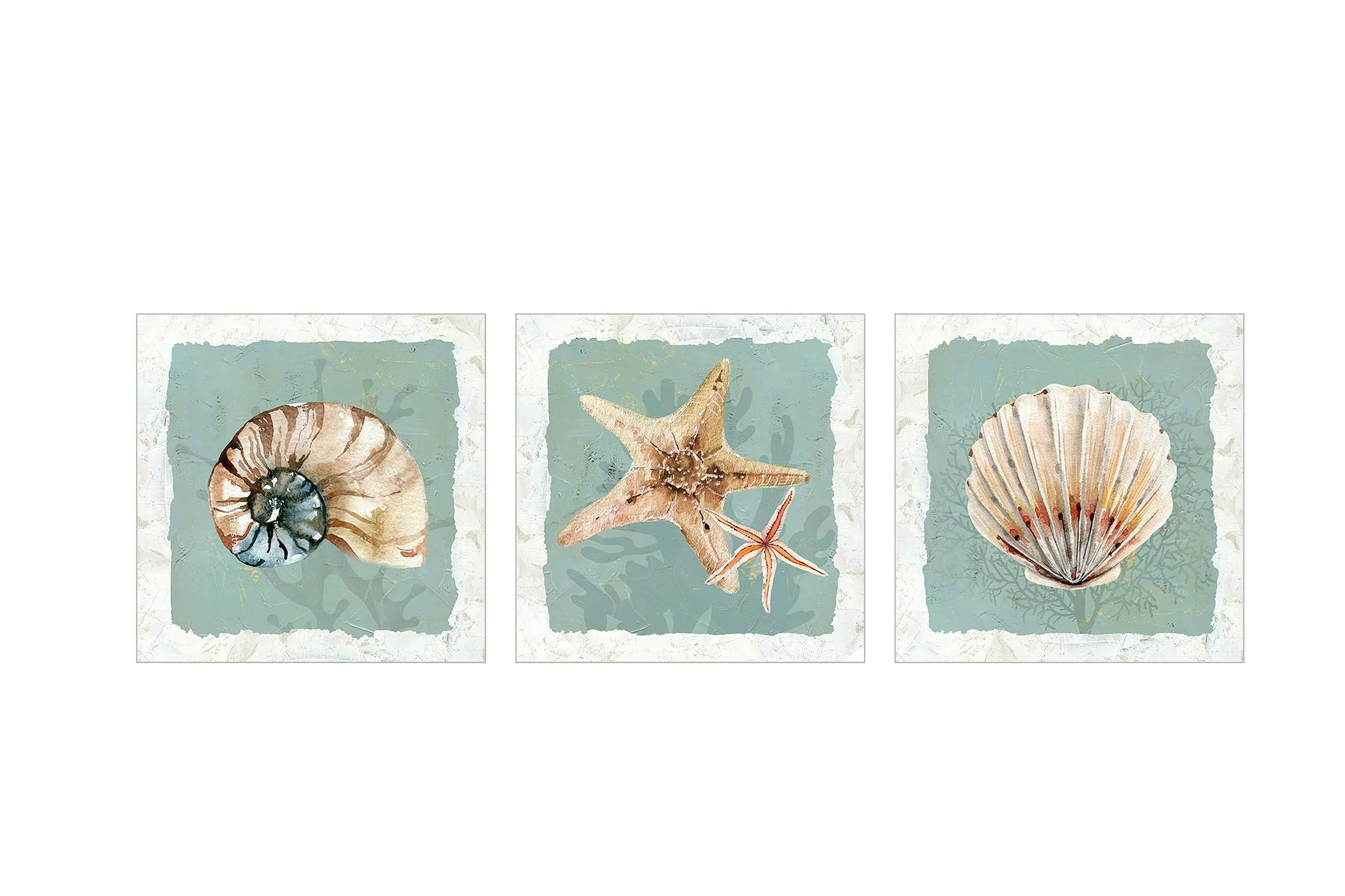 Hervey Set Of 3 Canvas Shell Prints 60 x 60 x 3.5cm