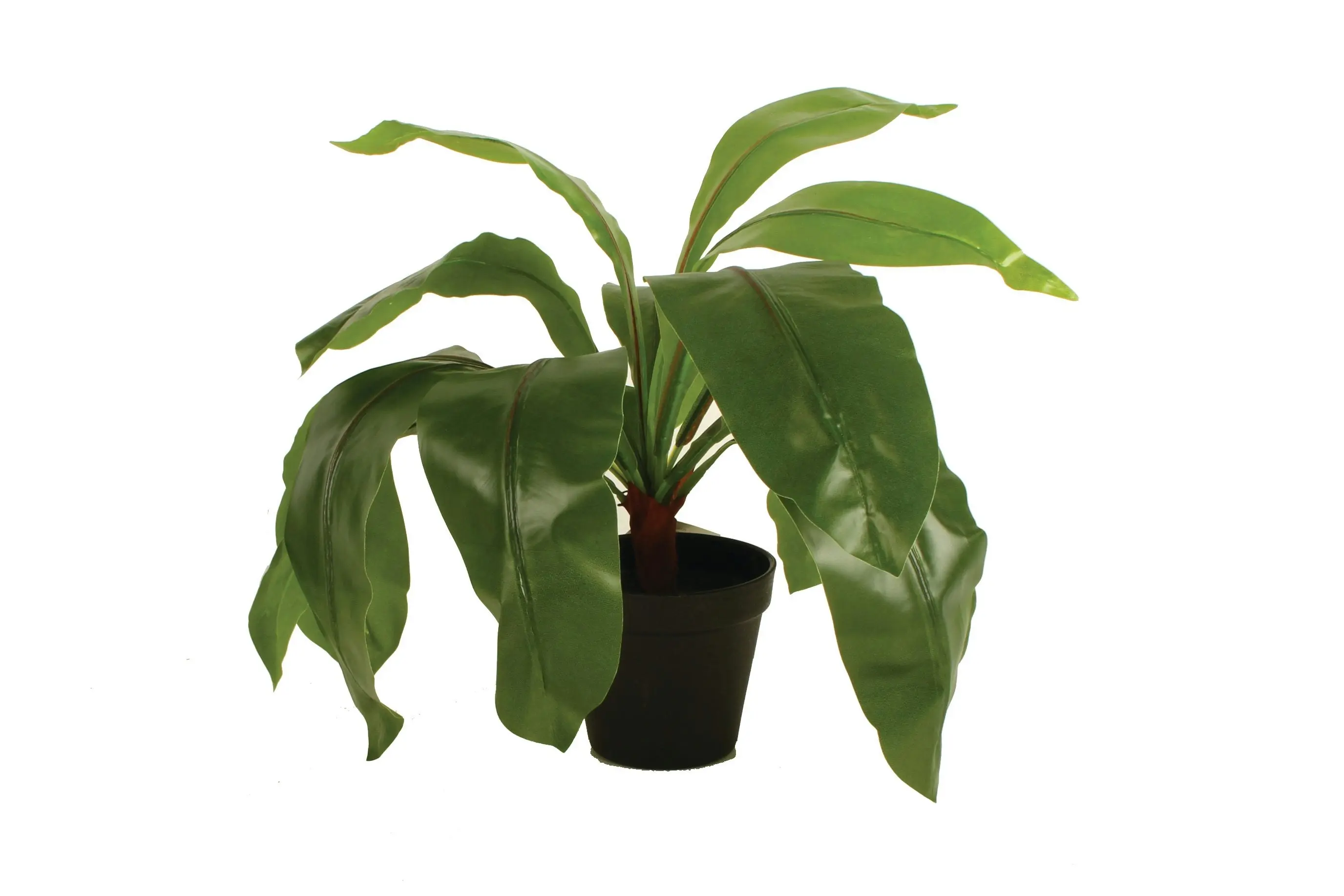 Fern Leaves In Plastic Pot 50cm