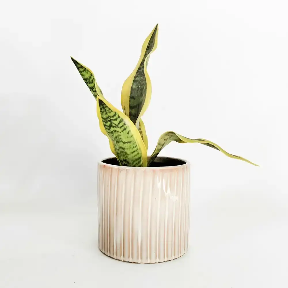 Urban Products Retro Stripe Pattern Home Garden Decor Planter Cream 14cm