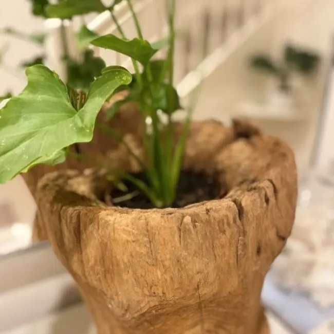 Club Santorini Attic Teak Pot