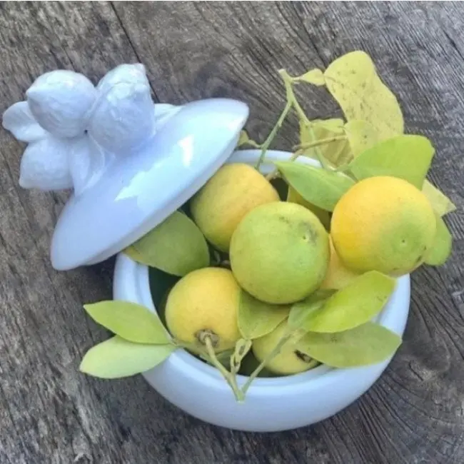 Club Santorini Mode Lemon Jar - Set of 2