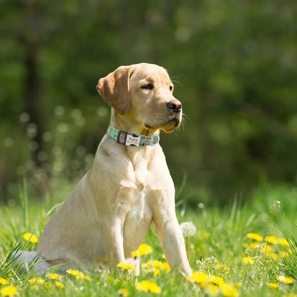 Alcantara Personalised Collar