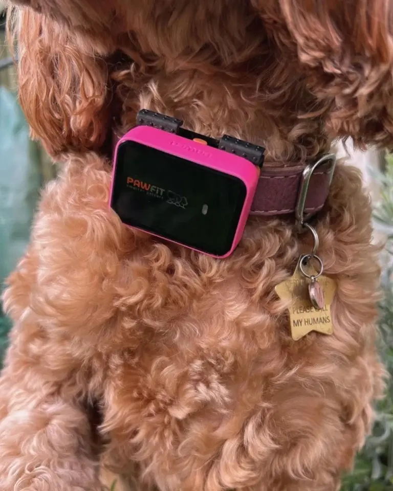 PAWFIT 3 Fitness Dog Tracker