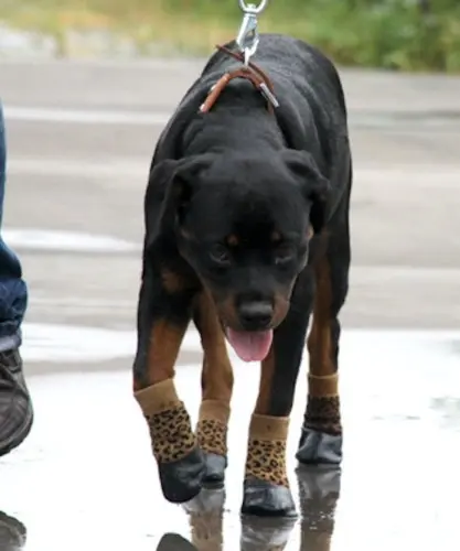 Pet Dog WaterProof Rain Shoes Boots Socks Non-slip Rubber Socks Yellow Leopard