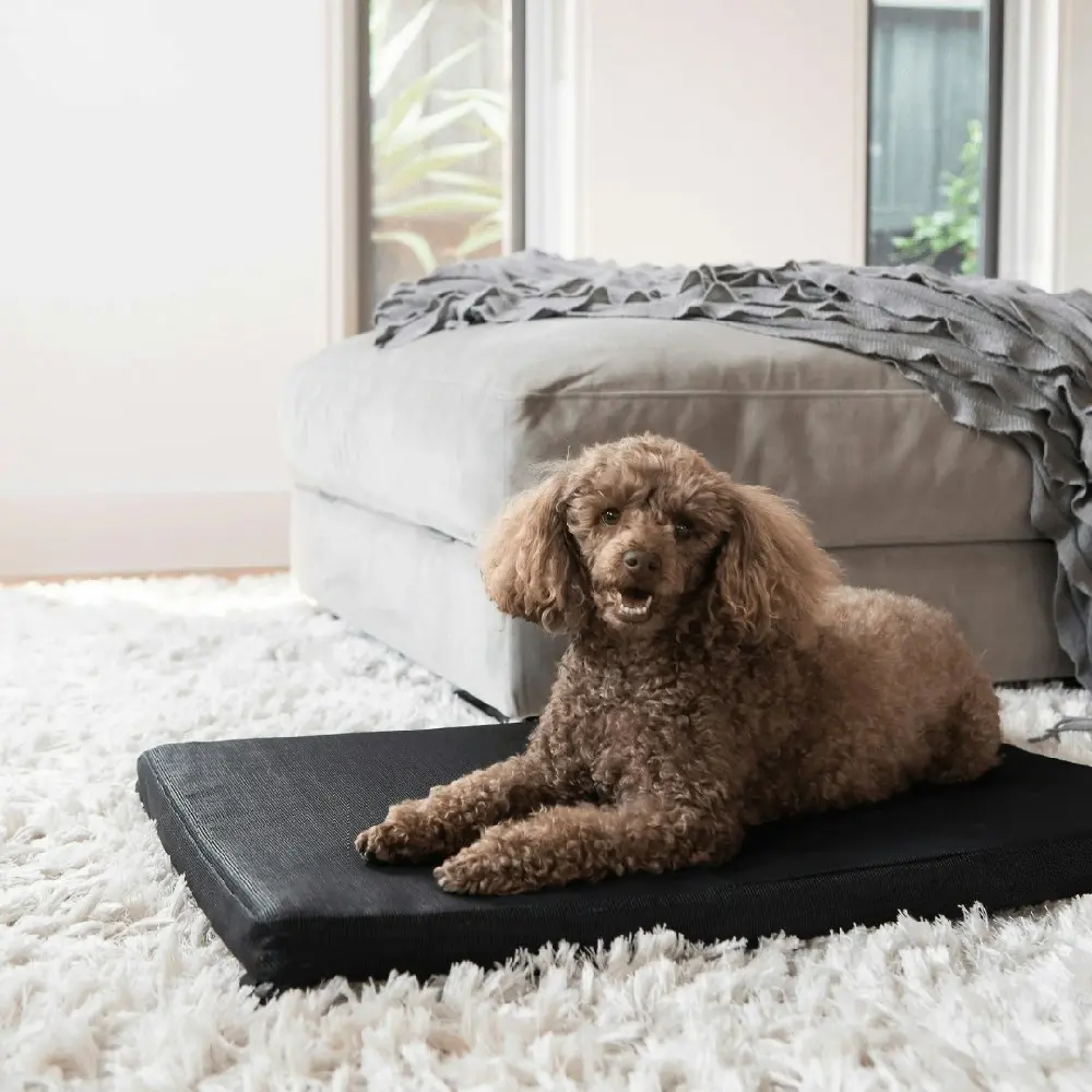 Superior Pet Essentials Heavy Duty Flea-Free Pet/Dog Mat Black Jumbo 110cm