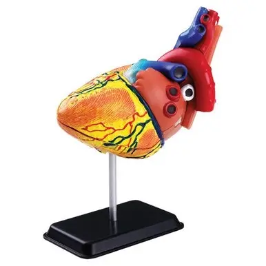 31pcs 14cm (5.5") Heart Anatomy Model