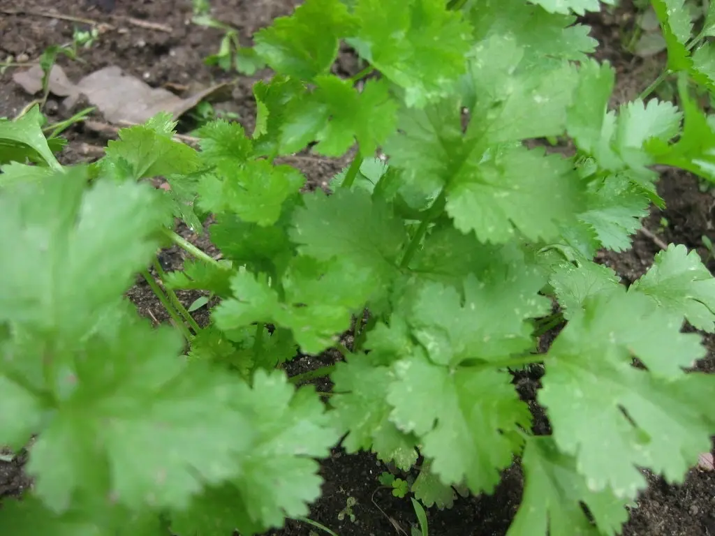 Coriander- Slow bolt