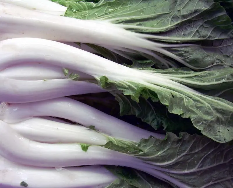 Chinese Cabbage, Pak Choi - White Stem