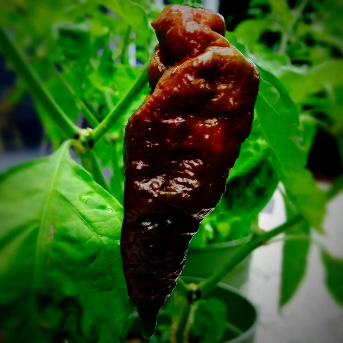 Chilli- Chocolate Bhutlah