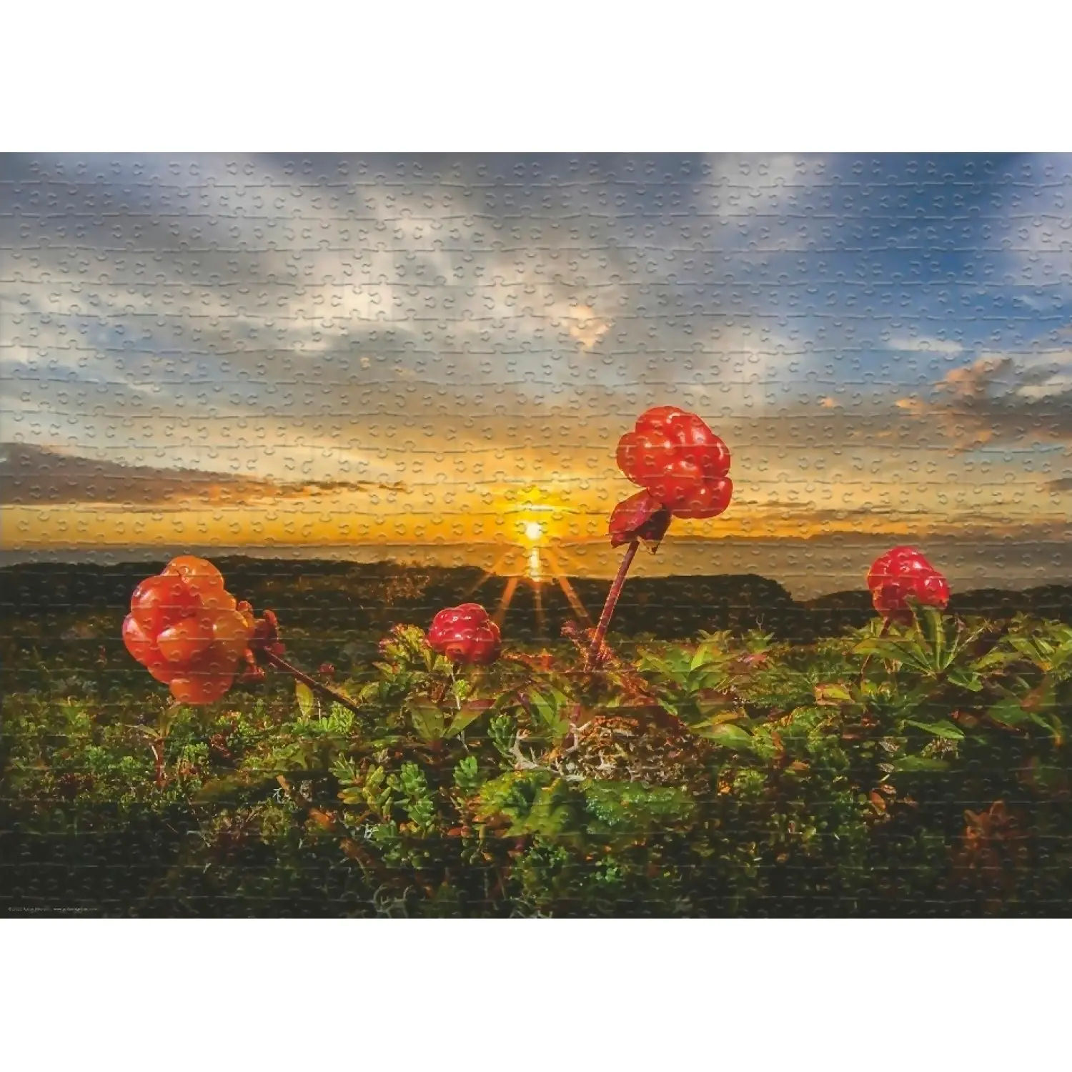 Heye - Von Humboldt Cloudberries By Jigsaw Puzzle 1000pc