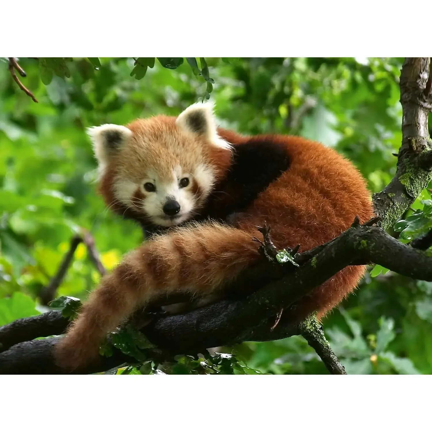 Ravensburger - Cute Red Panda Jigsaw Puzzle 500pc