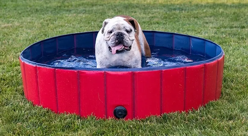 Dog Pet Swimming Pool 160CM Large