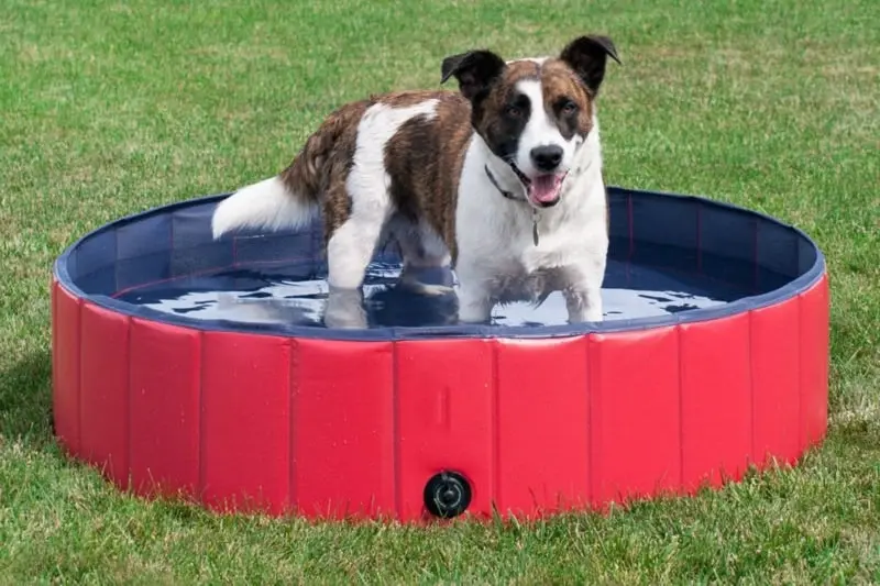 Dog Pet Swimming Pool 160CM Large