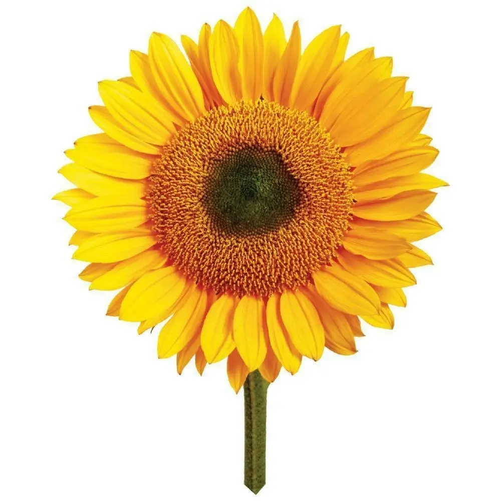 2x Mrs Green Grow YourOwn Giant Sunflower Children Activity Growing Plant Kit