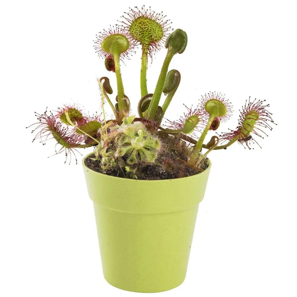 2x Mrs Green Grow Your Own Carnivorous Plant Kids/Children Activity Growing Kit