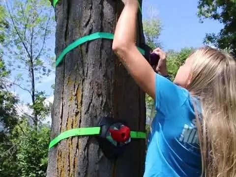 Slackers Tree Climbers