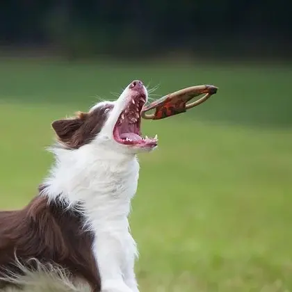 Frisbee