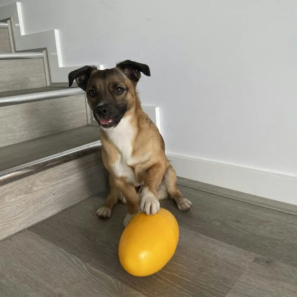 Aussie Dog Products 21cm Pet Toy Food Dispenser Feeder Hard Football Yellow S