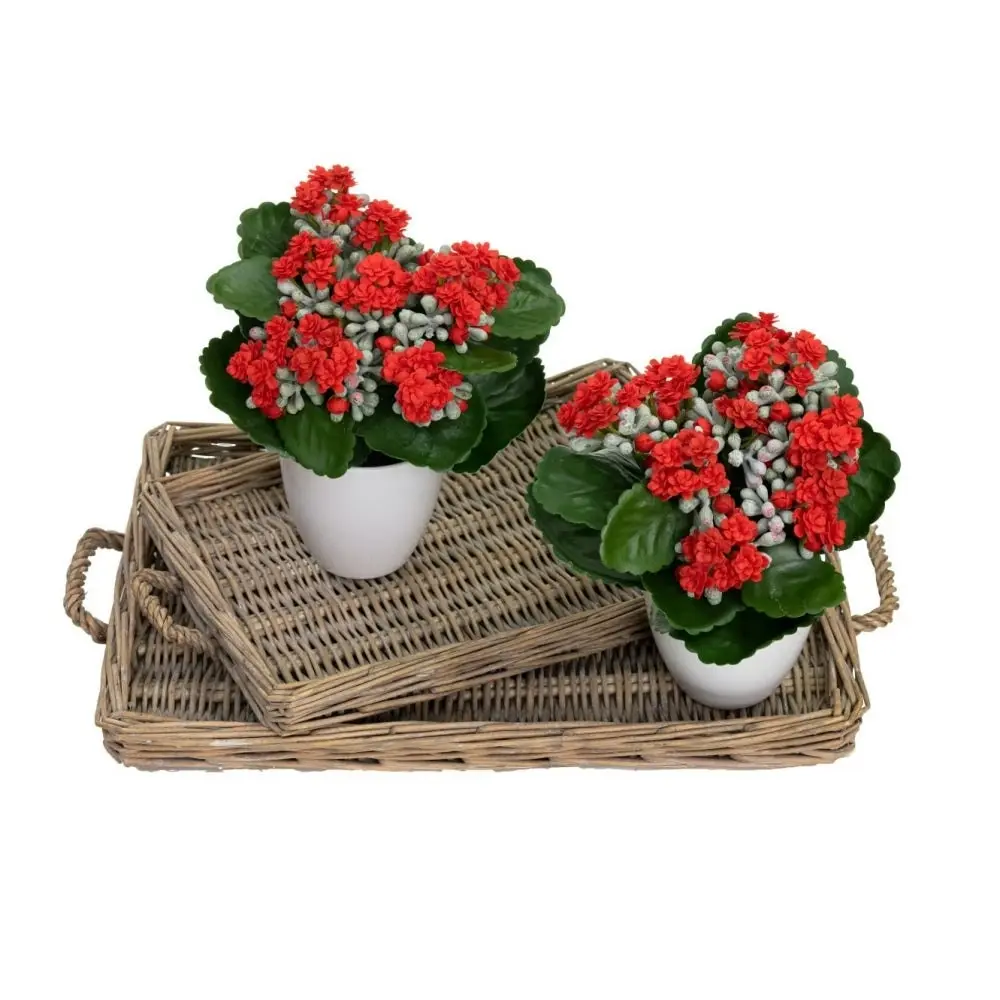 Glamorous Fusion Set Of 2 Kalanchoe Artificial Fake Plant Decorative Arrangement In Pot 20cm Green & Red